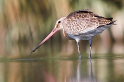 Břehouš černoocasý ( Limosa limosa )