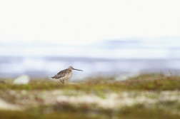 Břehouš rudý  ( Limosa lapponica )