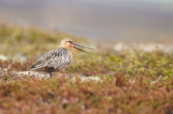 Břehouš rudý  ( Limosa lapponica )