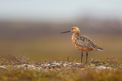 Břehouš rudý  ( Limosa lapponica )