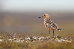 Břehouš rudý  ( Limosa lapponica )