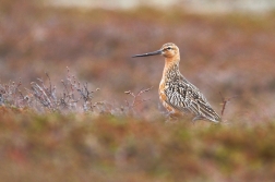 Břehouš rudý  ( Limosa lapponica )