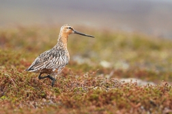 Břehouš rudý  ( Limosa lapponica )