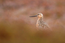 Břehouš rudý  ( Limosa lapponica )