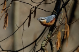 Brhlík lesní ( Sitta europaea )