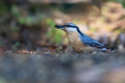 Brhlík lesní  ( Sitta europaea )