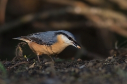 Brhlík lesní  ( Sitta europaea )