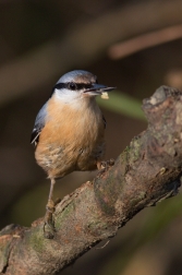 Brhlík lesní  ( Sitta europaea )