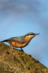 Brhlík lesní  ( Sitta europaea )