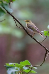 Budníček lesní  ( Phylloscopus sibilatrix...