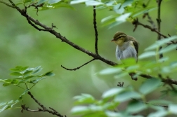 Budníček lesní  ( Phylloscopus sibilatrix...