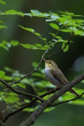 Budníček lesní  ( Phylloscopus sibilatrix...