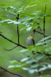 Budníček lesní  ( Phylloscopus sibilatrix...