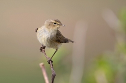 Budníček menší  ( Phylloscopus collybita...