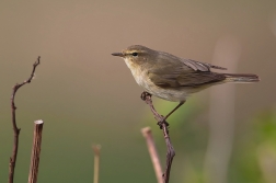 Budníček menší  ( Phylloscopus collybita...