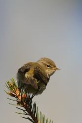 Budníček menší  ( Phylloscopus collybita...