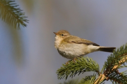 Budníček menší  ( Phylloscopus collybita...