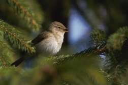 Budníček menší  ( Phylloscopus collybita...