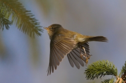 Budníček menší  ( Phylloscopus collybita...