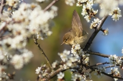 Budníček menší  ( Phylloscopus collybita...