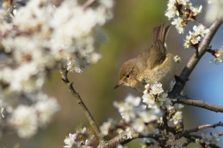 Budníček menší  ( Phylloscopus collybita...