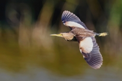 Bukáček malý  ( Ixobrychus minutus )