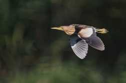 Bukáček malý  ( Ixobrychus minutus )