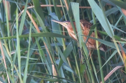 Bukáček malý ( Ixobrychus minutus )