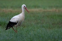 Čáp bílý  ( Ciconia ciconia )