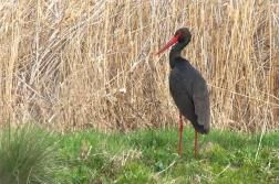 Čáp černý  (  Cicobia nigra )