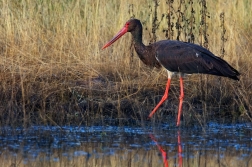 Čáp černý  ( Ciconia nigra  )