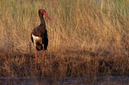 Čáp černý  ( Ciconia nigra  )