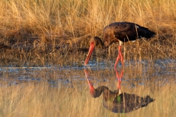 Čáp černý  ( Ciconia nigra  )