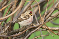 Čečetka zimní  / Acanthis flammea )