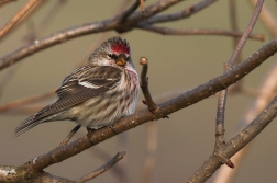 Čečetka zimní  / Acanthis flammea )