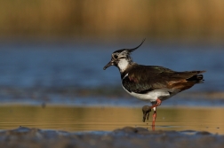 Čejka chocholatá  ( Vanellus vanellus )