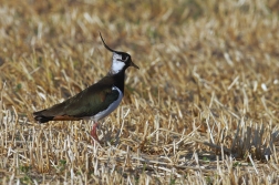 Čejka chocholatá  (Vanellus vanellus )