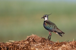 Čejka chocholatá  (Vanellus vanellus )