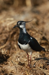 Čejka chocholatá  (Vanellus vanellus )