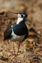 Čejka chocholatá  (Vanellus vanellus )