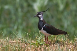 Čejka chocholatá  (Vanellus vanellus )