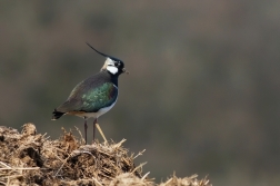 Čejka chocholatá  (Vanellus vanellus )