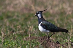 Čejka chocholatá  (Vanellus vanellus )