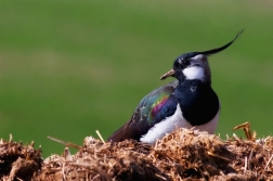 Čejka chocholatá  (Vanellus vanellus )