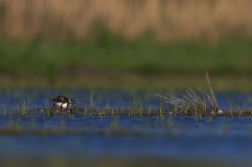 Čejka chocholatá  (Vanellus vanellus )