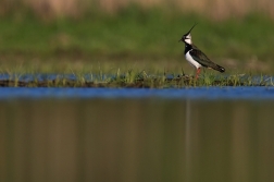 Čejka chocholatá  (Vanellus vanellus )