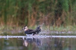 Čejka chocholatá  (Vanellus vanellus )