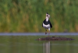 Čejka chocholatá  (Vanellus vanellus )