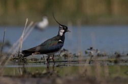 Čejka chocholatá  (Vanellus vanellus )