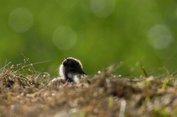 Čejka chocholatá  (Vanellus vanellus )